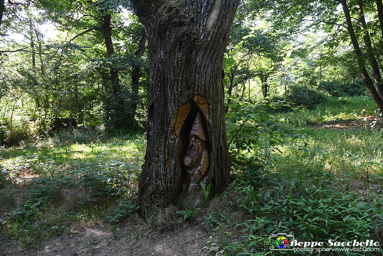 VBS_4789 - Il bosco fatato - Montaldo Roero.jpg